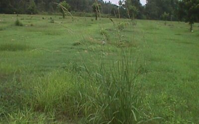 Vaseygrass